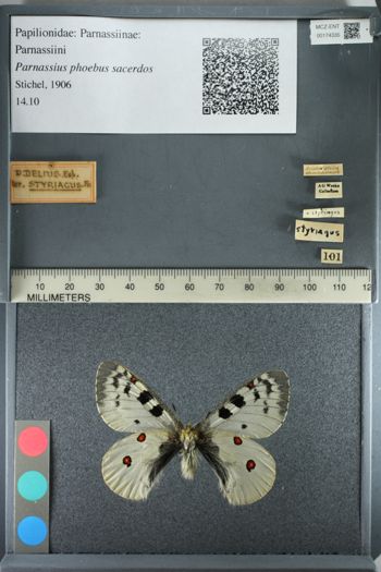 Media type: image;   Entomology 174335